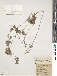 Pholistoma racemosum image