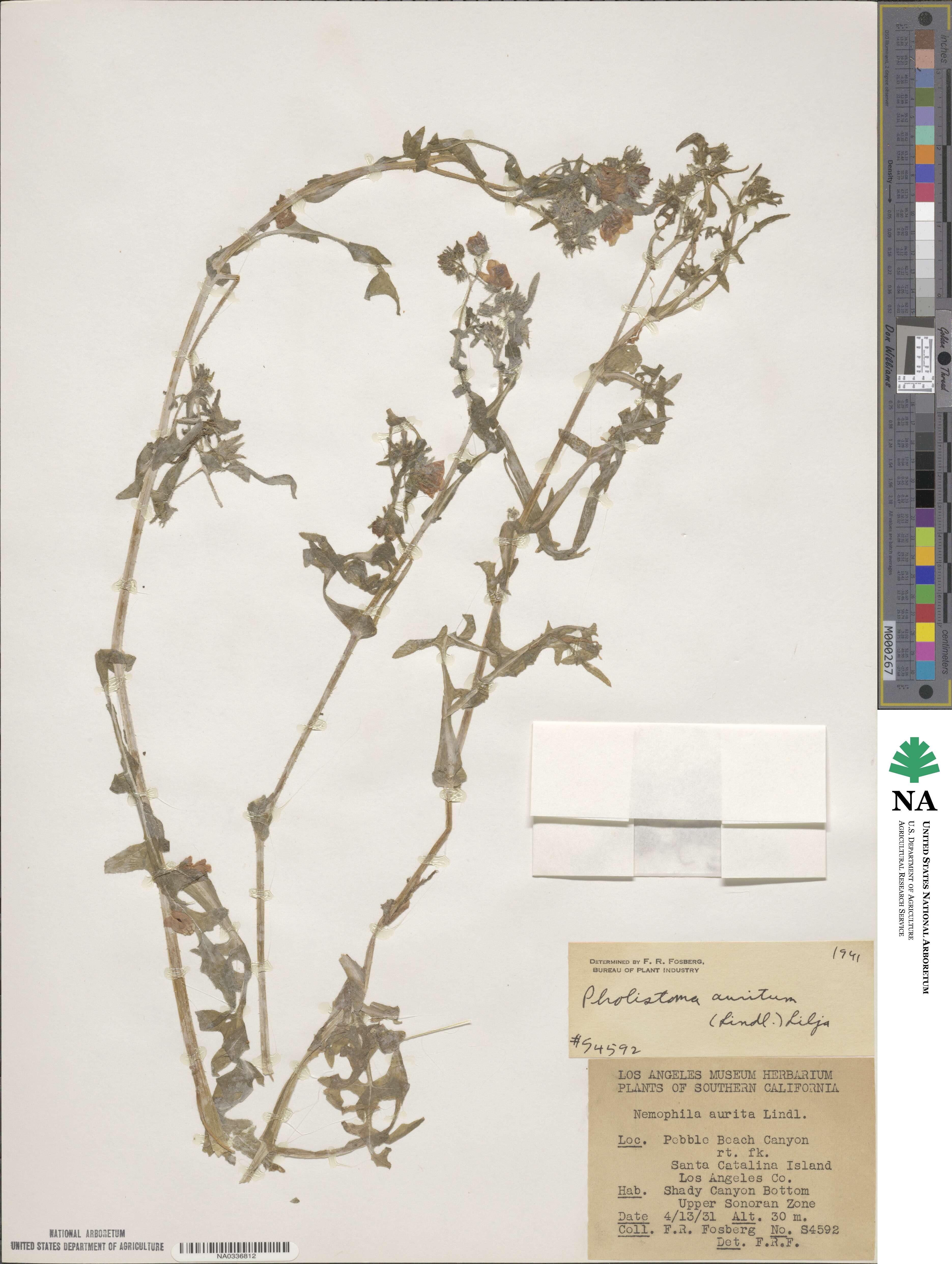 Pholistoma auritum image