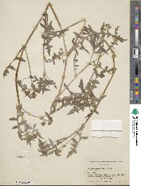 Pholistoma auritum image