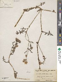 Pholistoma auritum image