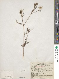 Pholistoma auritum image