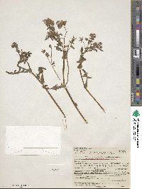 Pholistoma auritum image