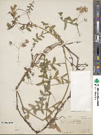 Pholistoma auritum image