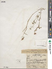 Pholistoma auritum image