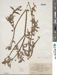 Pholistoma auritum image