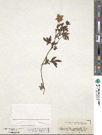 Nemophila phacelioides image