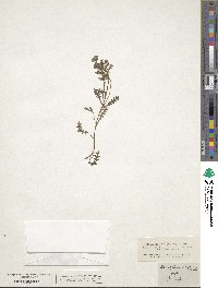 Nemophila menziesii image