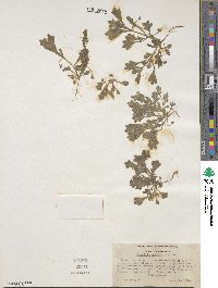 Nemophila spatulata image