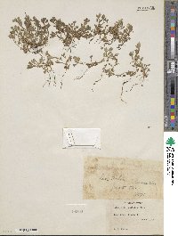 Nemophila spatulata image