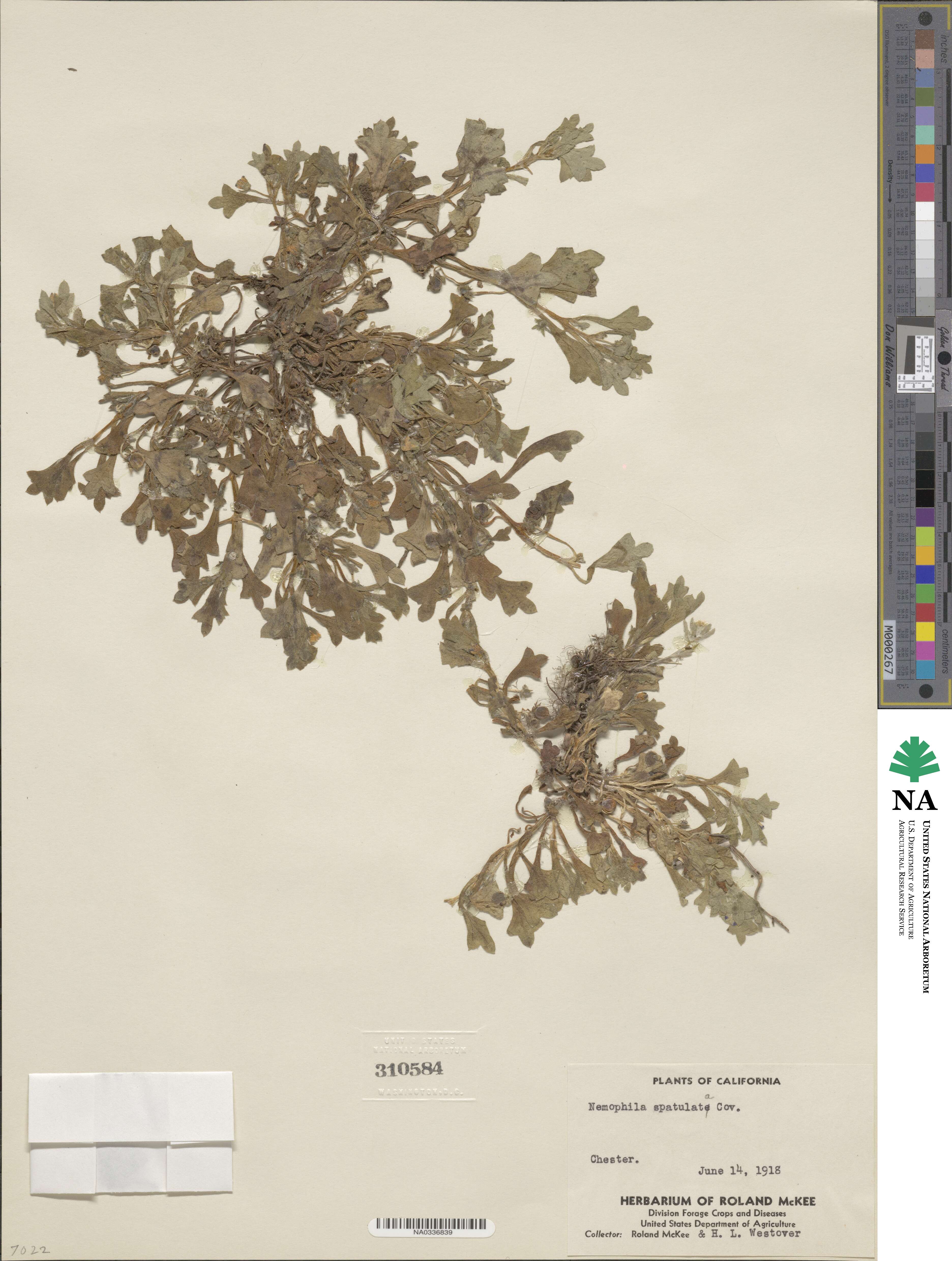 Nemophila spatulata image