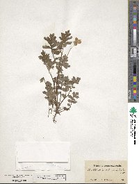 Nemophila phacelioides image