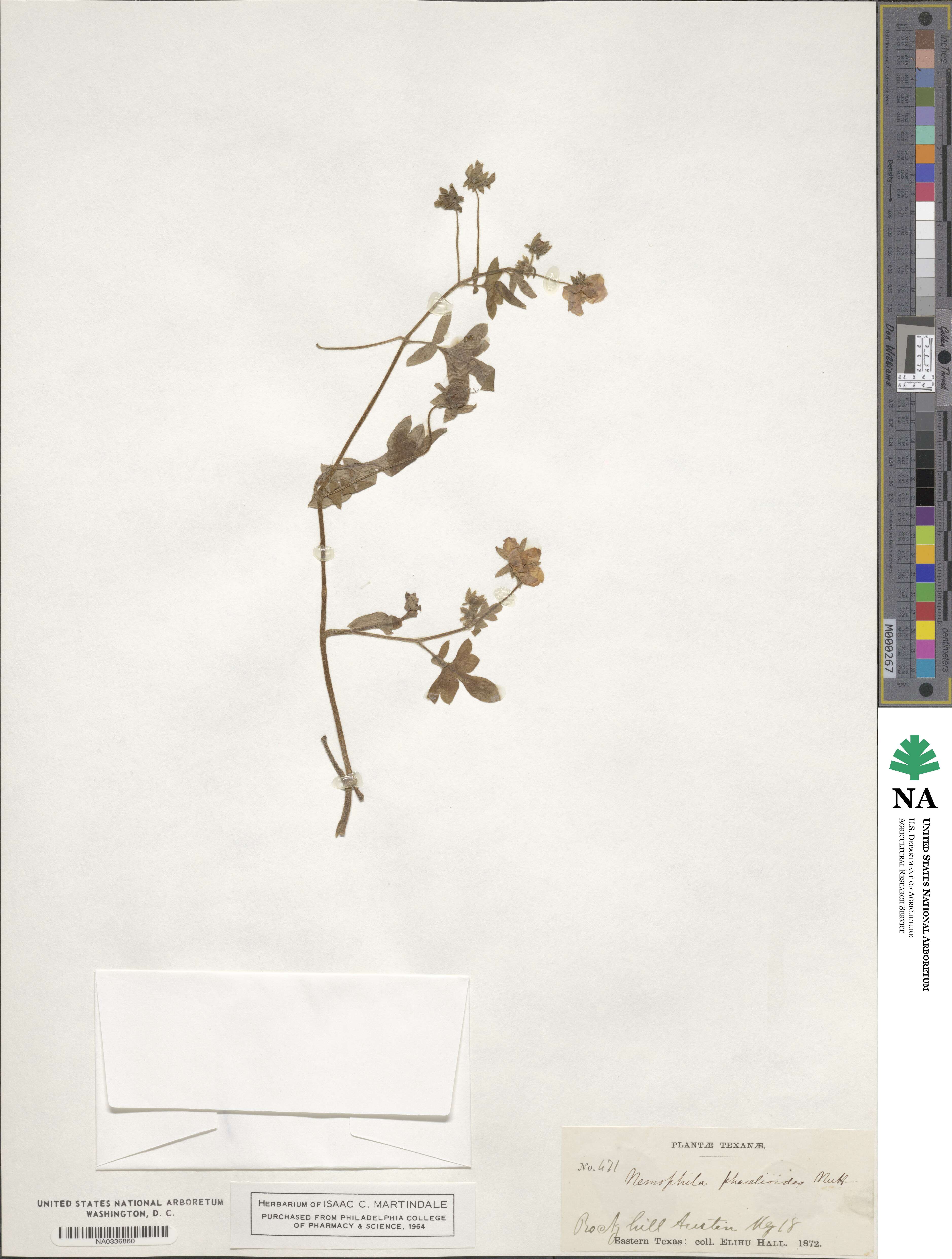 Nemophila phacelioides image