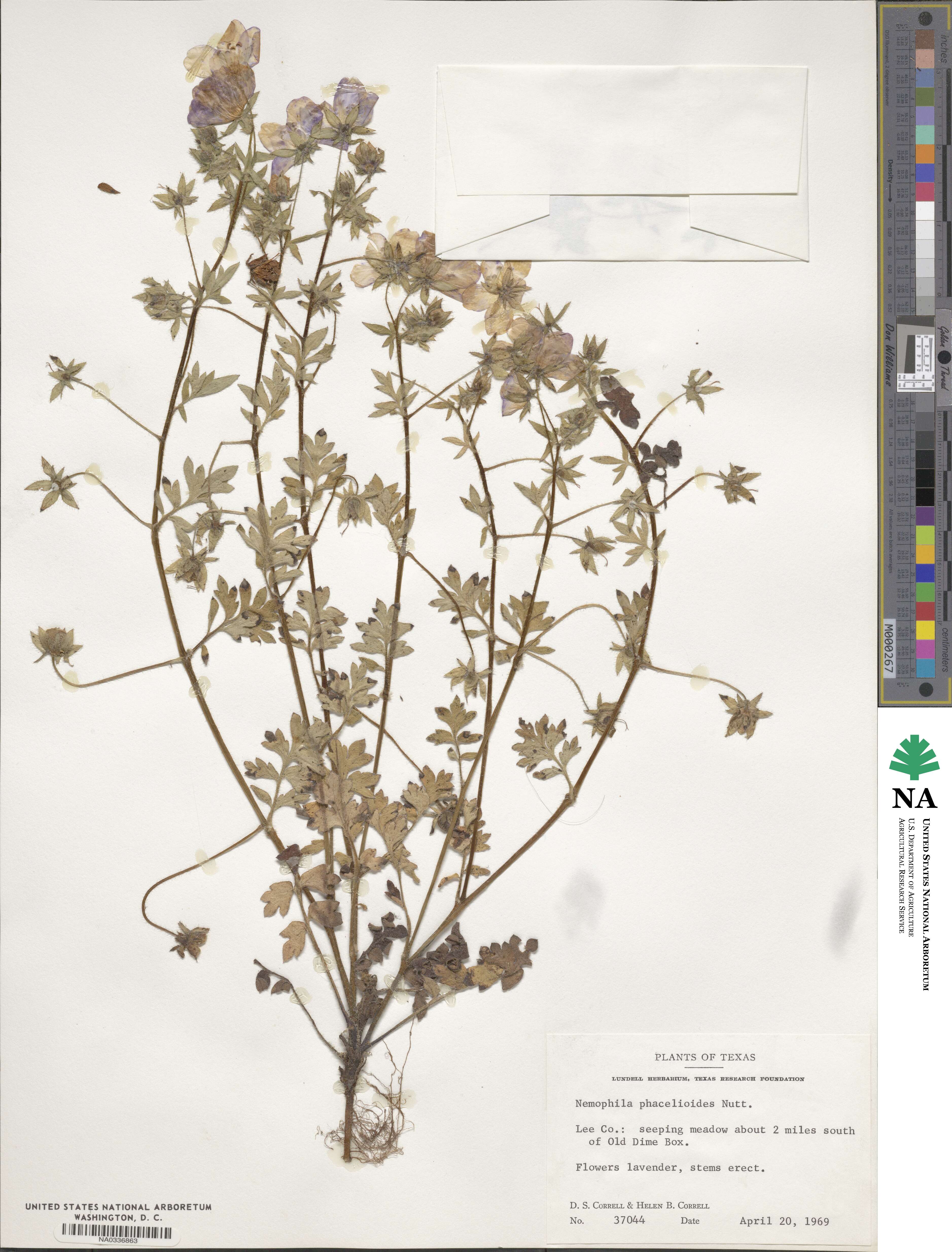 Nemophila phacelioides image