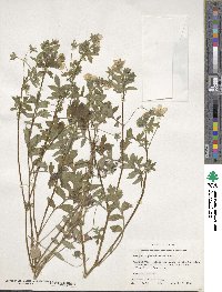 Nemophila phacelioides image