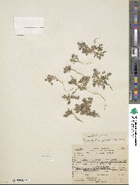 Nemophila pedunculata image