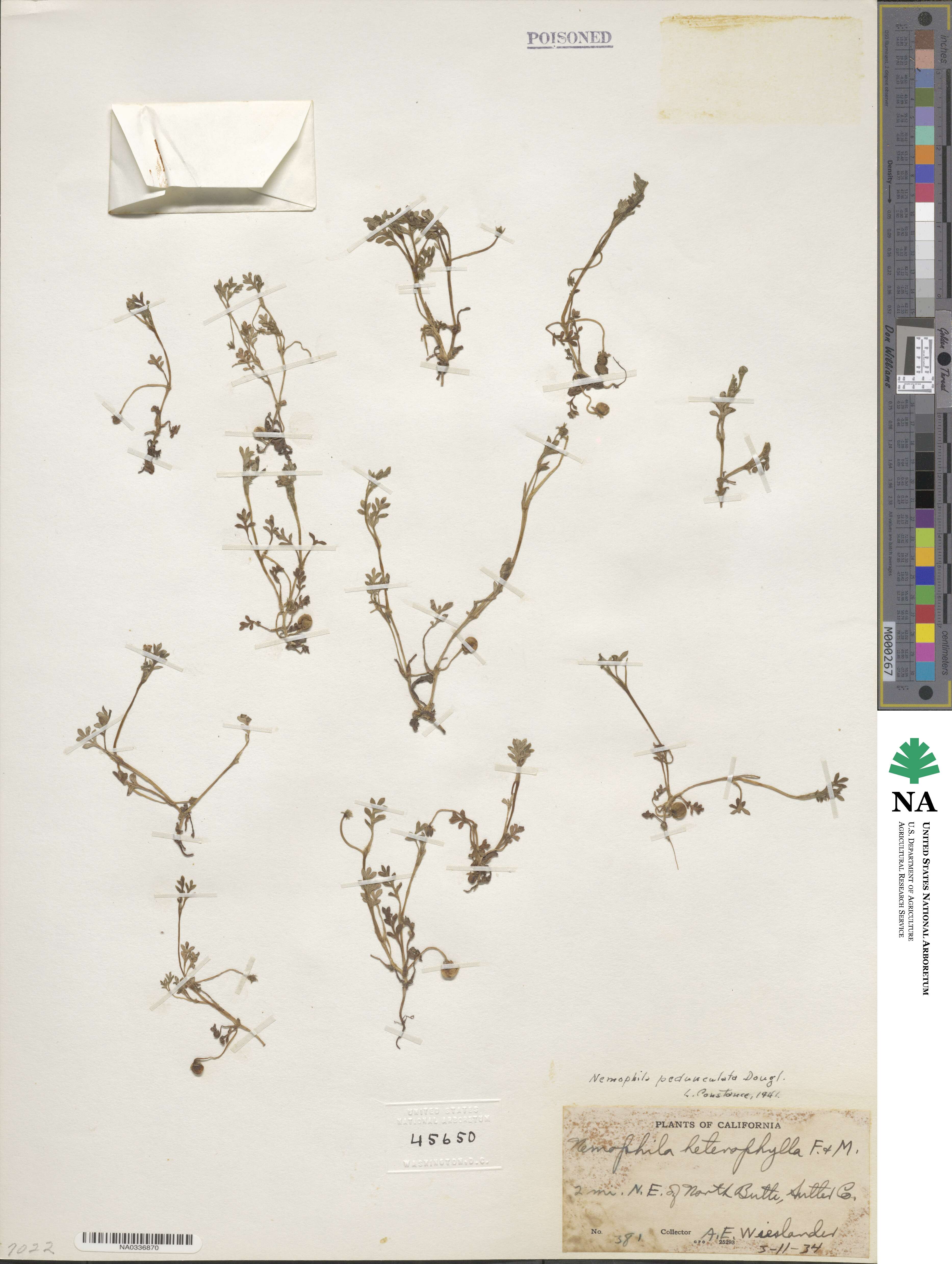 Nemophila pedunculata image