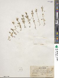 Nemophila pedunculata image