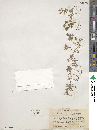 Nemophila pedunculata image