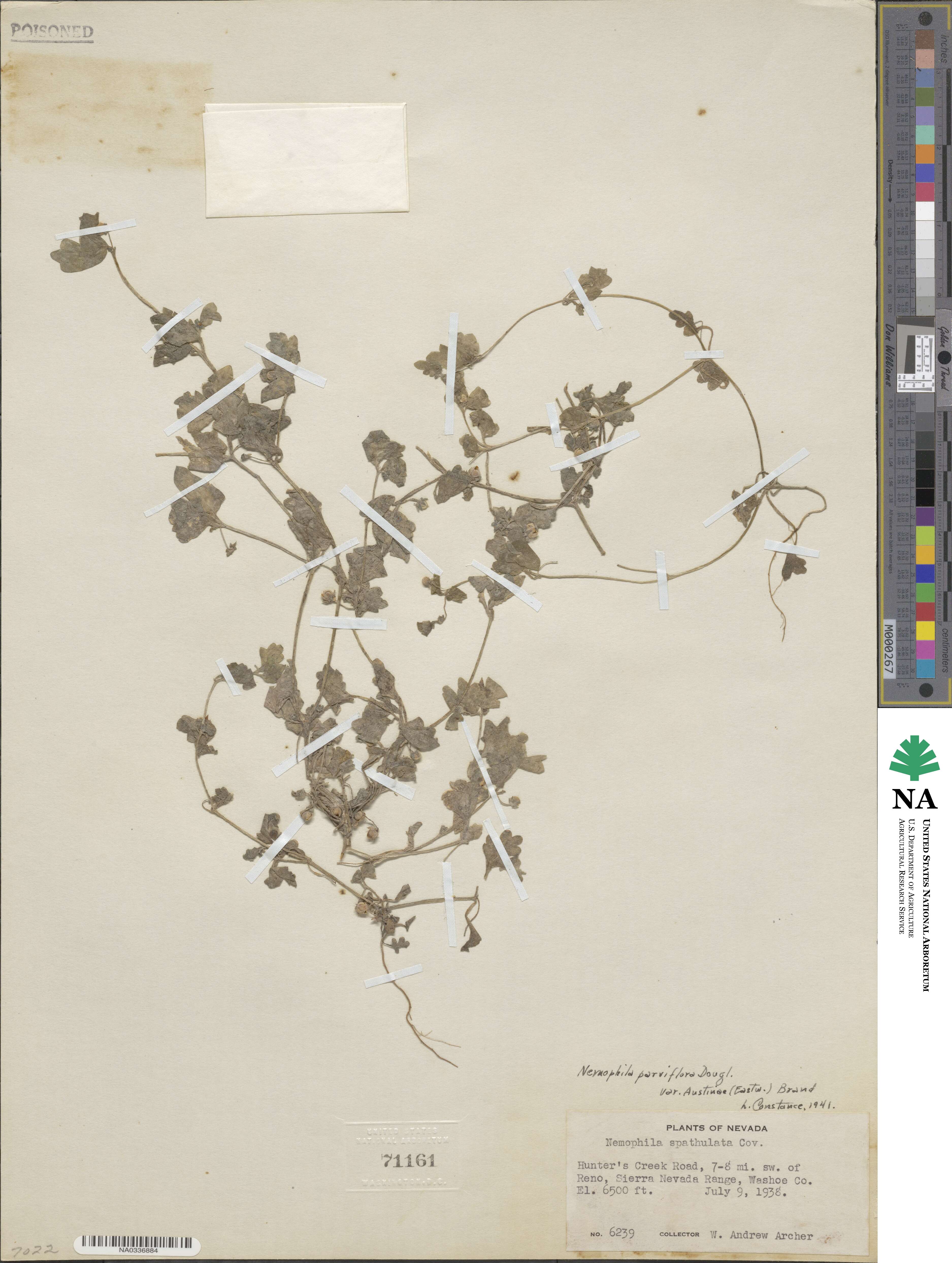 Nemophila parviflora var. austiniae image