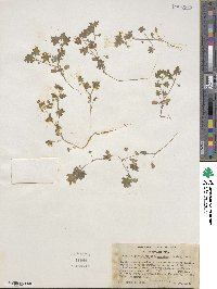 Nemophila parviflora var. austiniae image