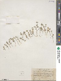 Nemophila parviflora var. austiniae image