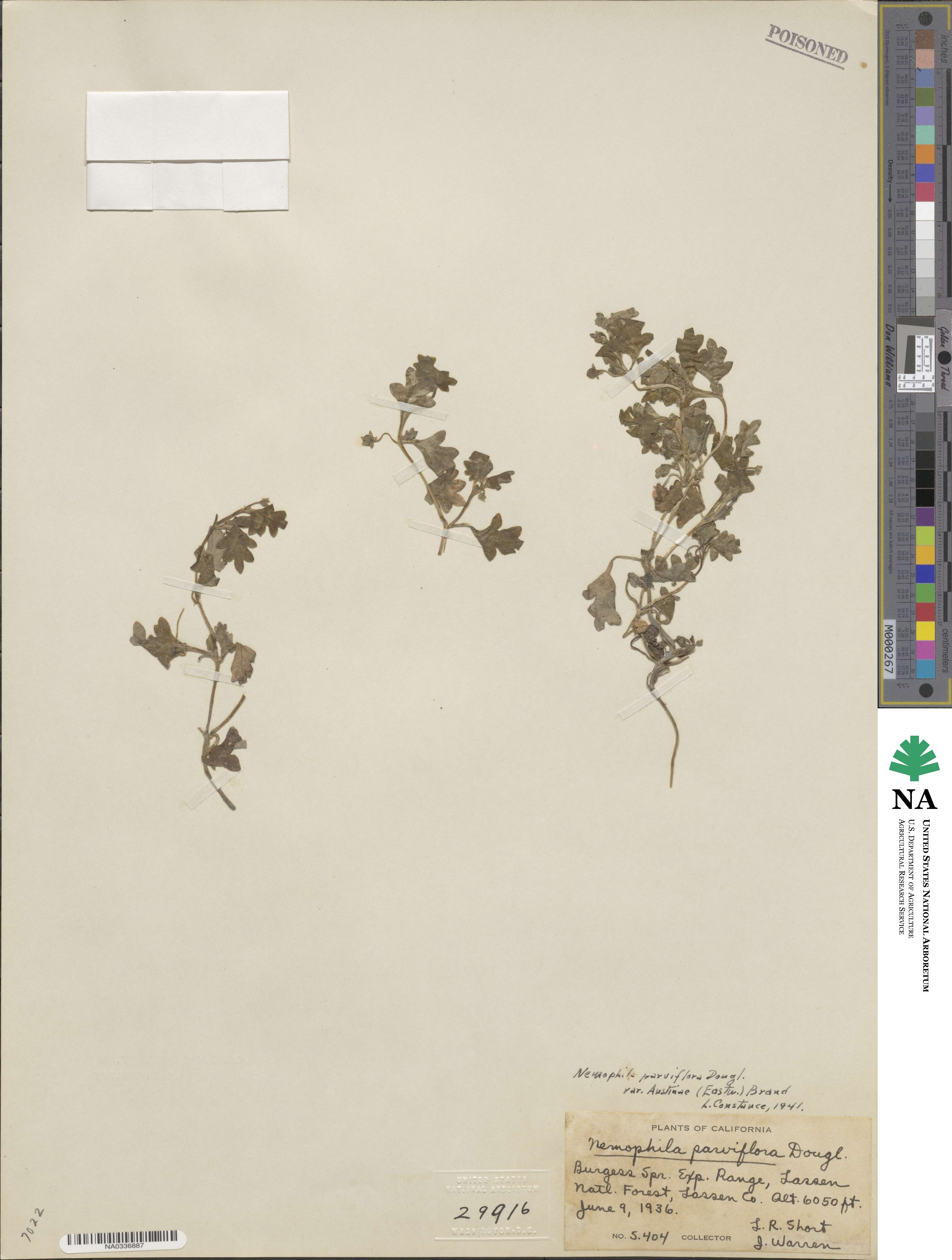 Nemophila parviflora var. austiniae image