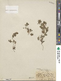 Nemophila parviflora image