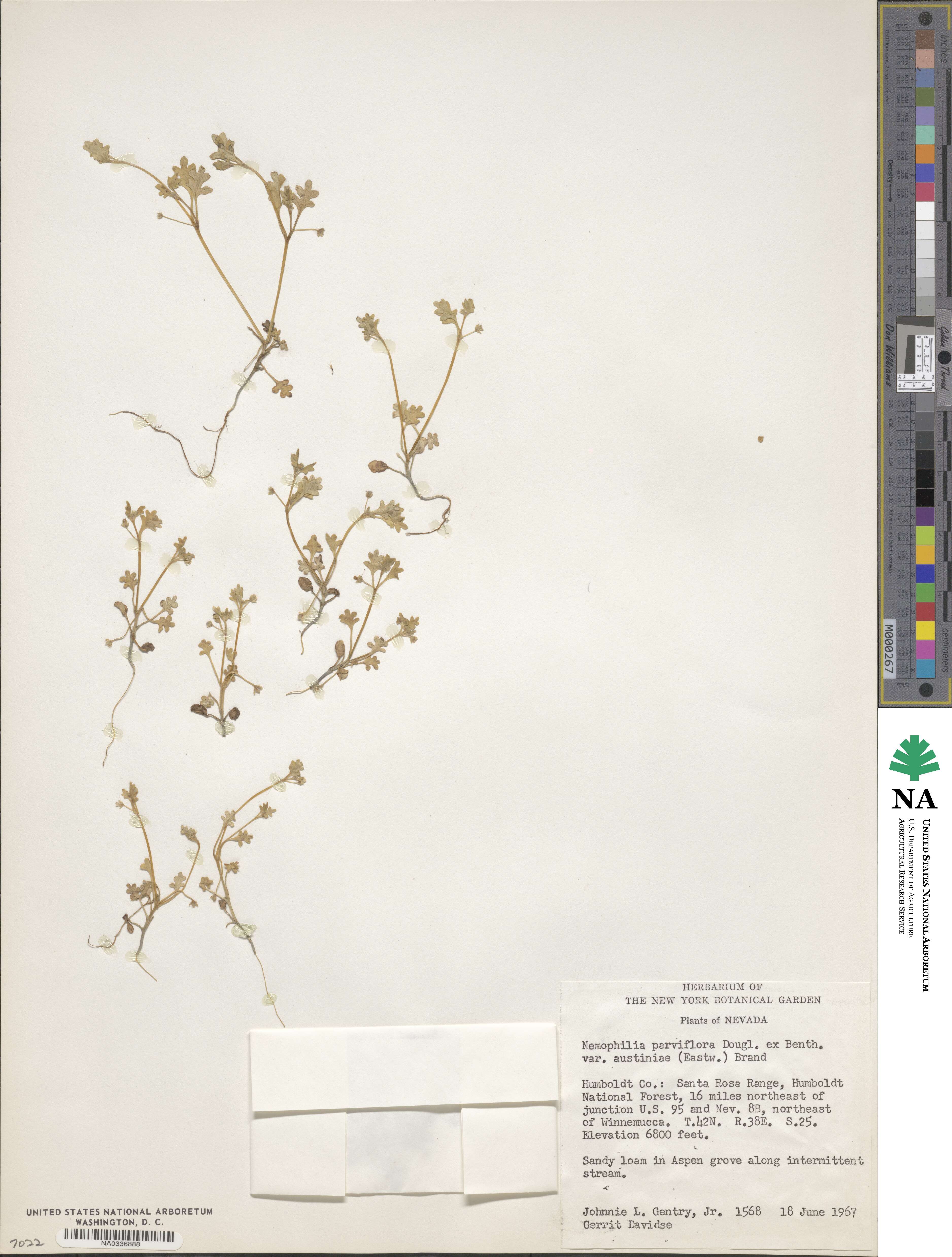 Nemophila parviflora var. austiniae image