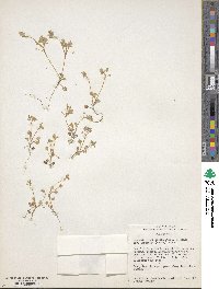 Nemophila parviflora var. austiniae image