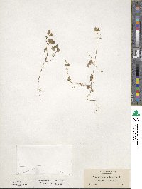 Nemophila parviflora image