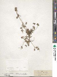 Nemophila parviflora image