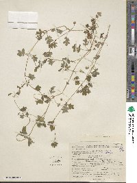 Nemophila parviflora image