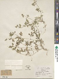 Nemophila parviflora image