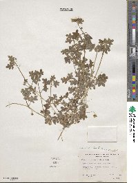 Nemophila parviflora image