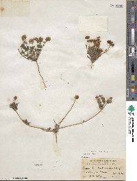 Phacelia arizonica image