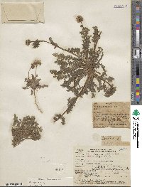 Phacelia arizonica image