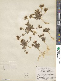 Phacelia arizonica image