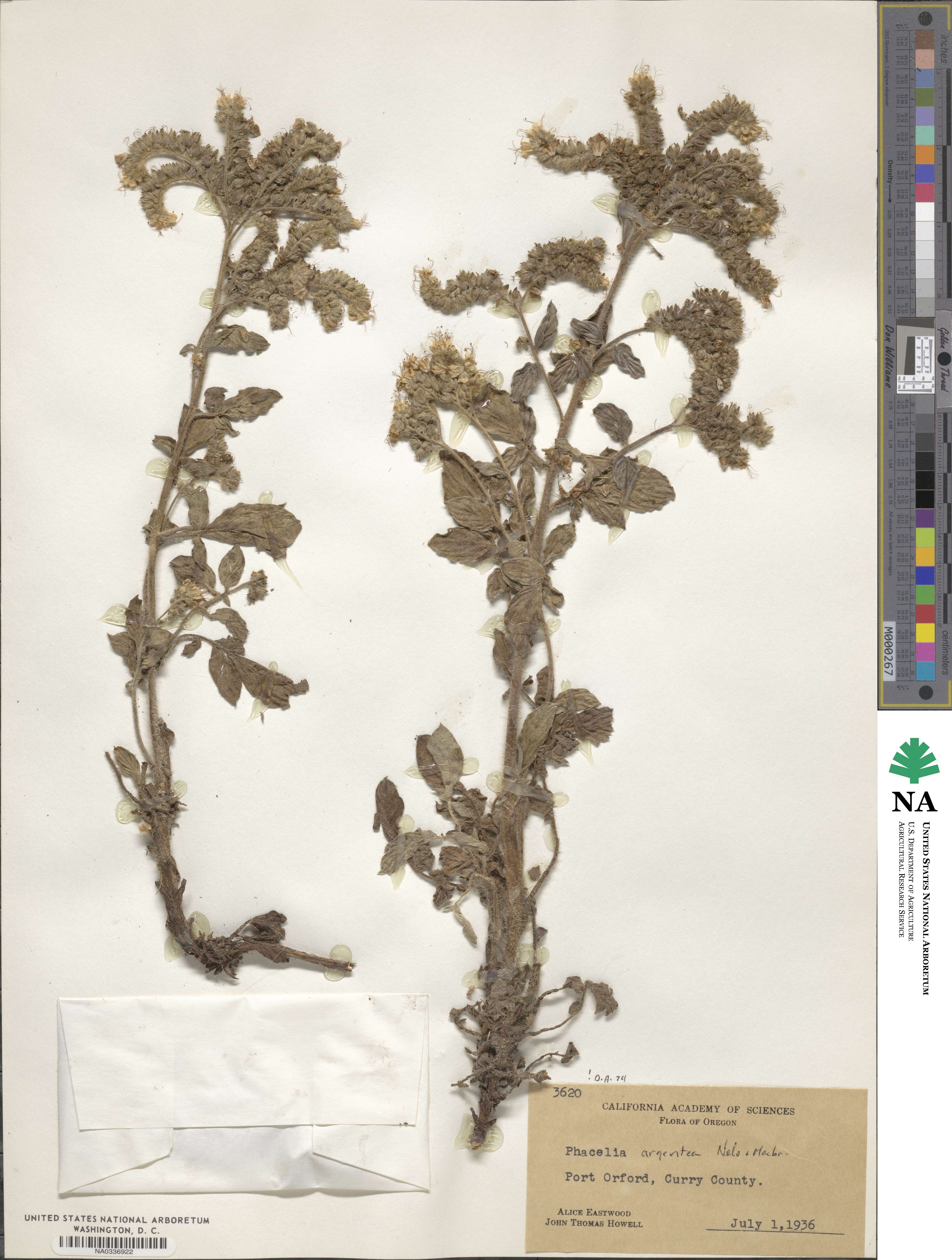 Phacelia argentea image