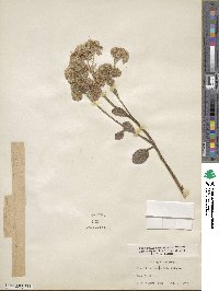 Phacelia argentea image