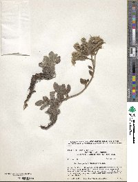 Phacelia argentea image