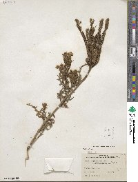 Phacelia alba image