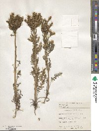 Image of Phacelia alba