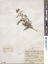 Phacelia alba image