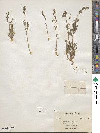 Phacelia affinis image