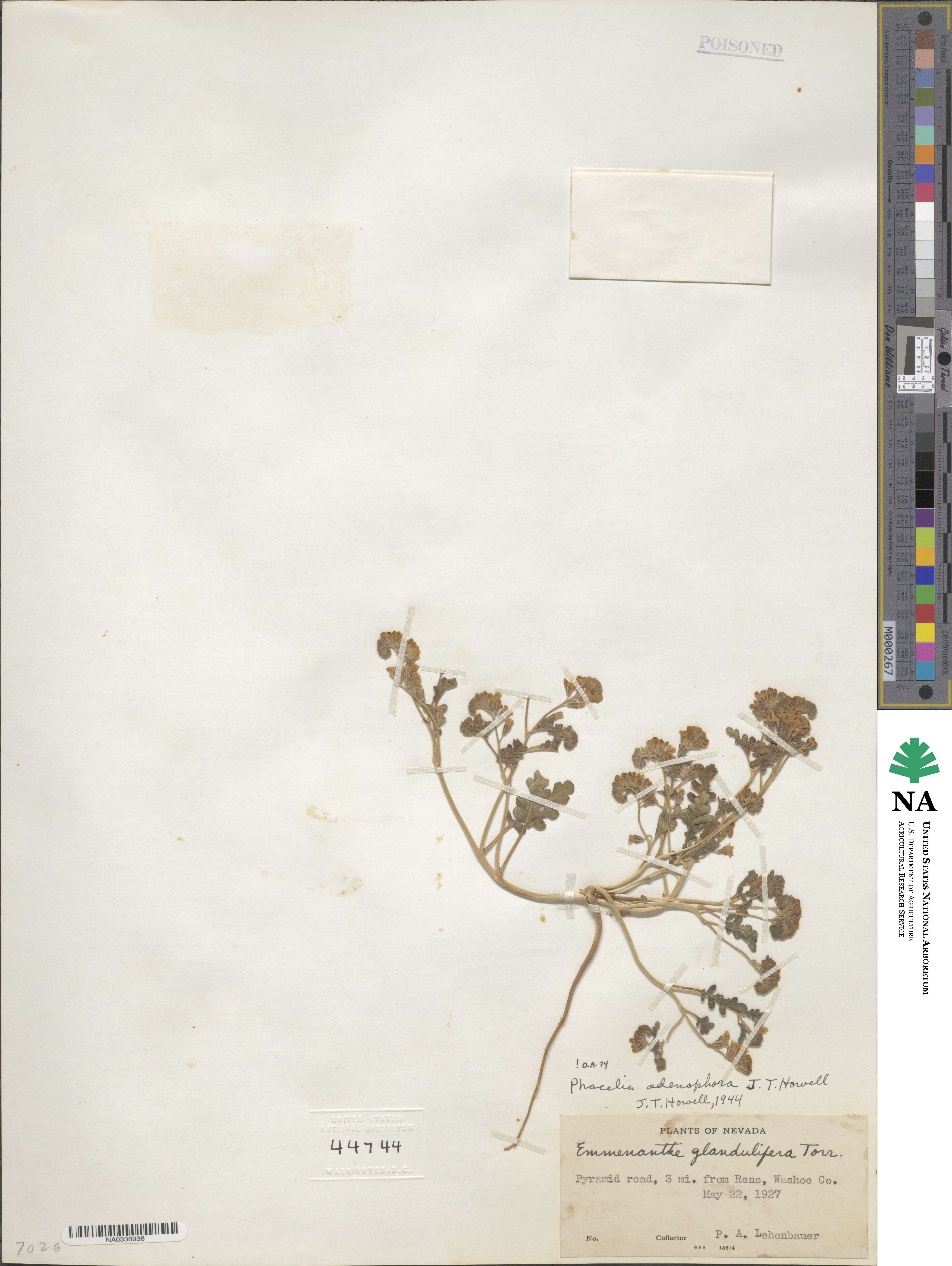 Phacelia adenophora image