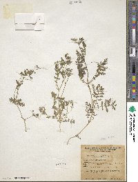 Eucrypta chrysanthemifolia image