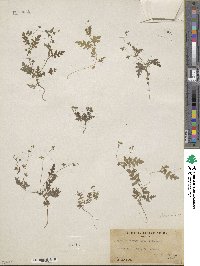 Eucrypta chrysanthemifolia image