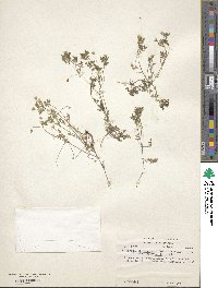 Eucrypta chrysanthemifolia image