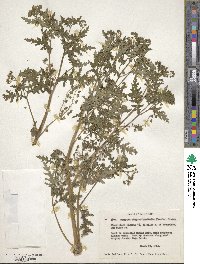 Eucrypta chrysanthemifolia image