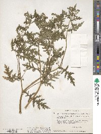 Eucrypta chrysanthemifolia image